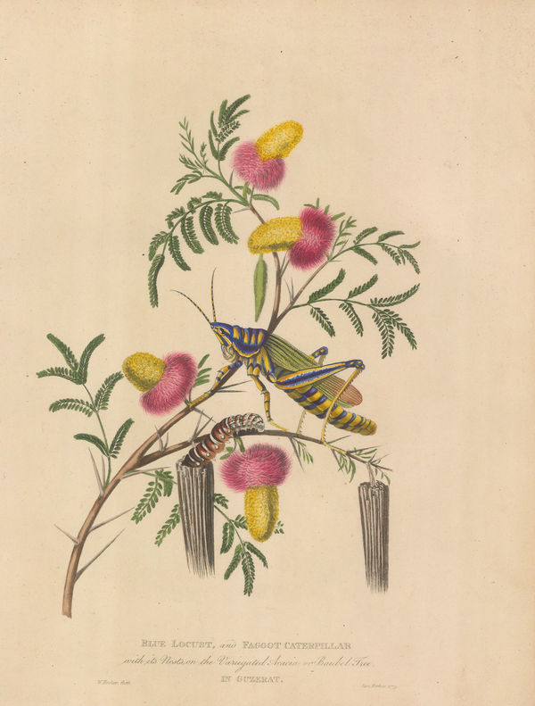 James Forbes, Acacia, Blue Locust and Faggot Case Caterpillar, 1813