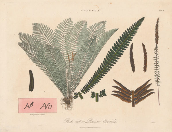 John Wilkes, Fern, 1821