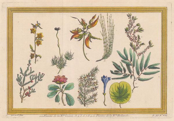 Nicholas Bellin, Flowering Plants, 1753