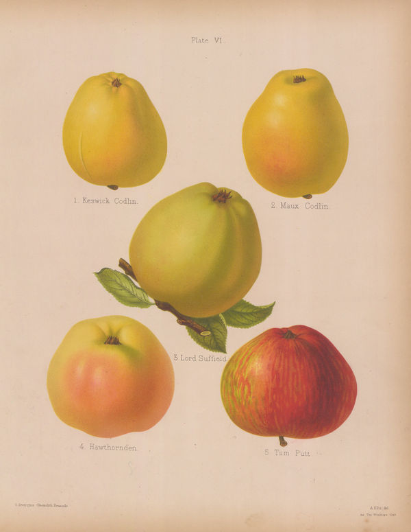 Henry Graves Bull, Apple - Varieties, 1885