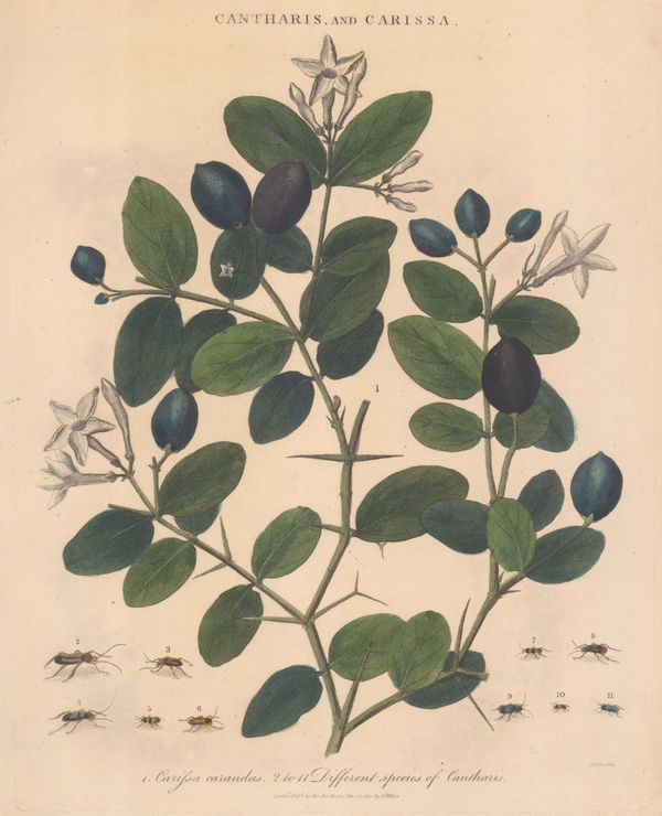 John Wilkes, Christ's Thorn, 1810