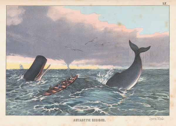 Edmonston & Douglas, Antarctica - Sperm whales, 1862