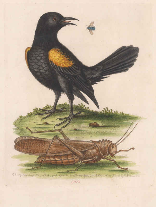 George Edwards, Pye - Yellow Winged Pye and Greater Locust, 1764