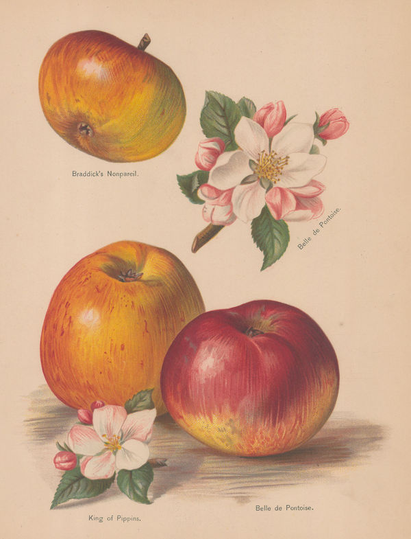 John Wright, Apples, 1891