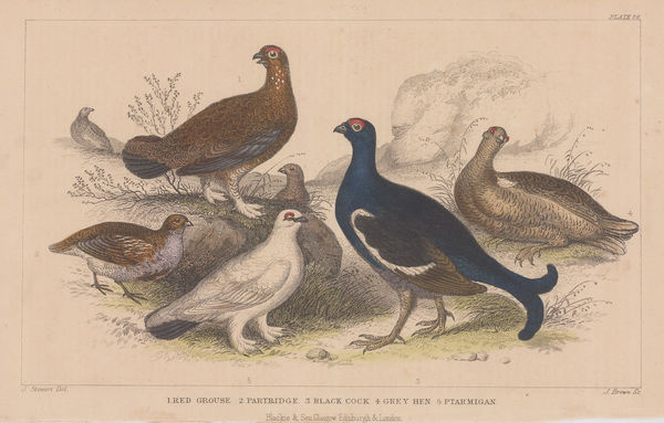 James Stewart, Shooting - Game Birds, 1866