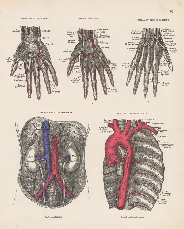 Smith, Elder & Co., Anatomy - Aorta and Hands, 1880