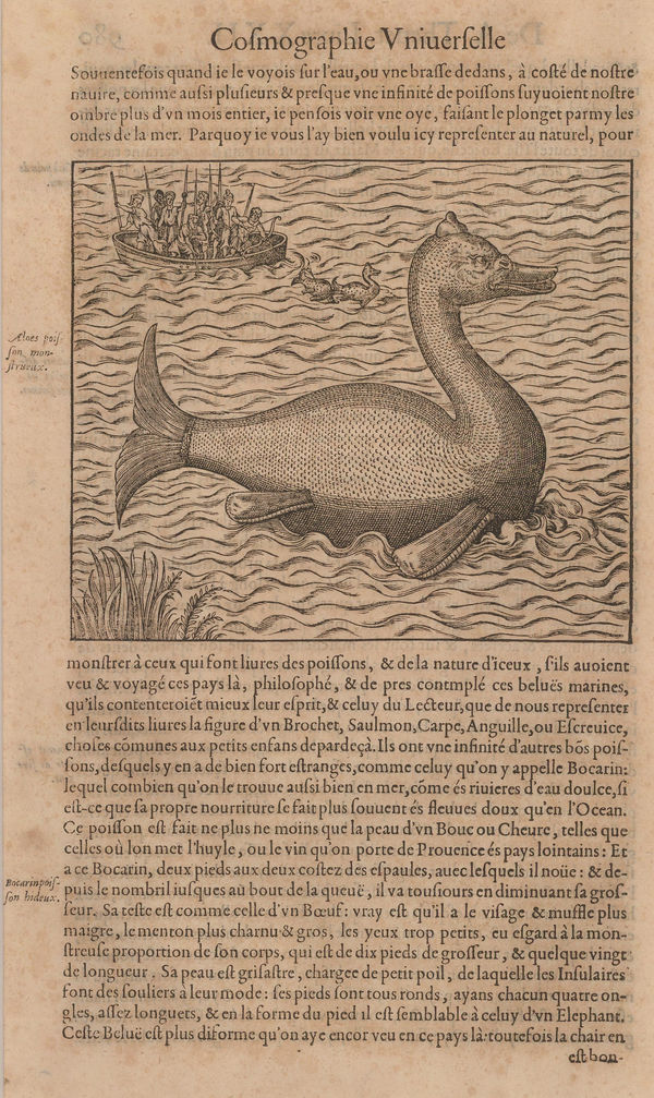 Andre Thevet, Sea monster - Monster Goose fish, 1575