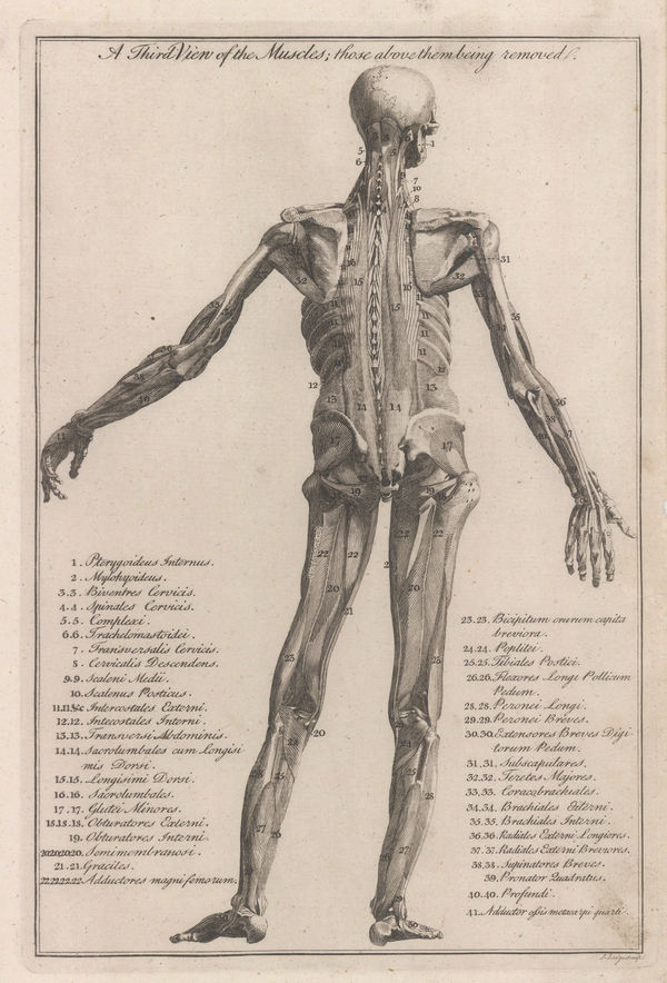 Dr George Motherby, Anatomy - Myology, 1775