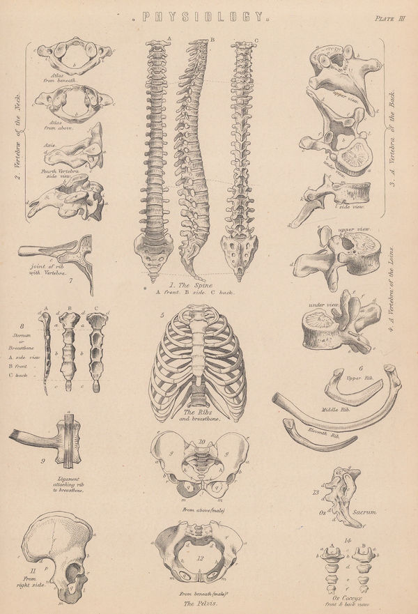 William Home Lizars, Anatomy - Spine, 1860 c.