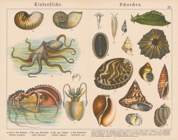 Gotthilf von Schubert, Octopus, Nautilus and Molluscs, 1886