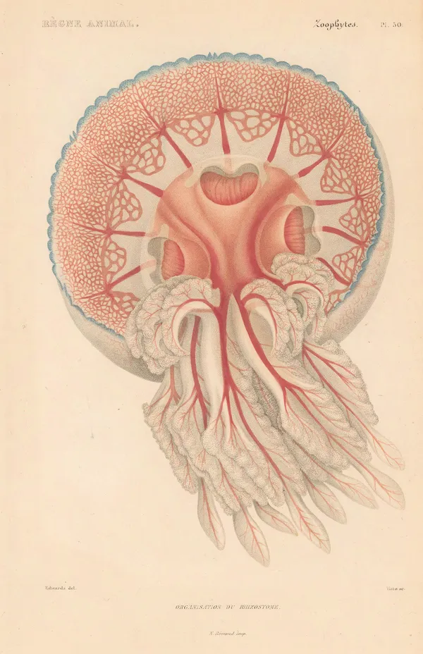 Baron Georges Cuvier, Jellyfish - Rhizostoma, 1849