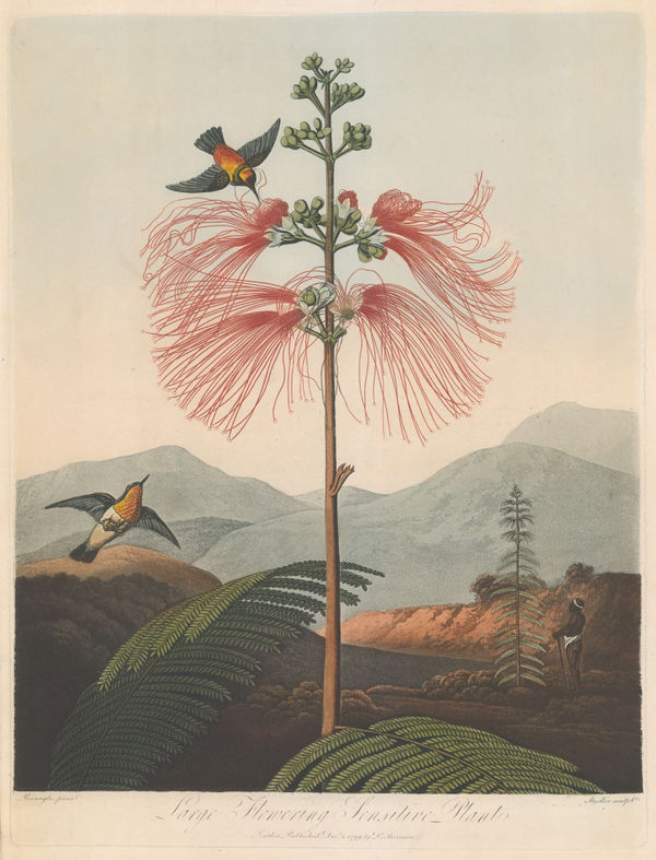 Dr. Robert Thornton, Flowering Sensitive Plant, 1799