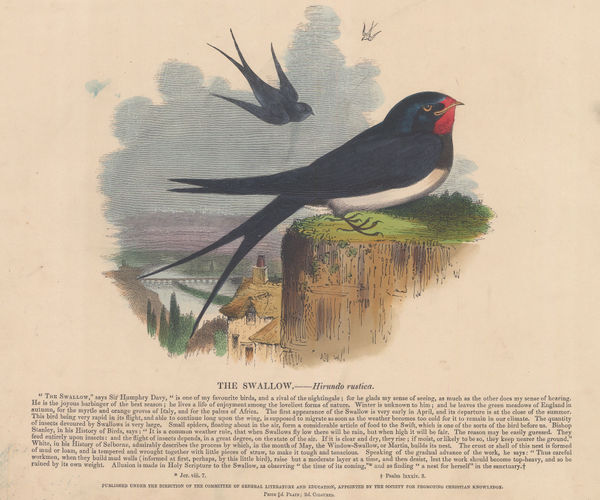 Society for Promoting Christian Knowledge (SPCK), Swallow - Barn Swallow, 1860 c
