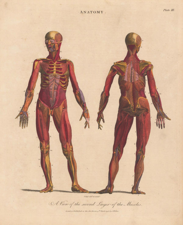 John Wilkes, Anatomy - Myology, 1829