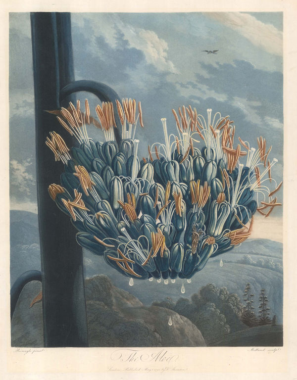 Dr. Robert Thornton, Aloe - Agave or American Aloe, 1798