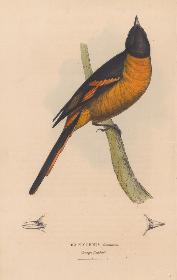 William Swainson, Redbird, 1833