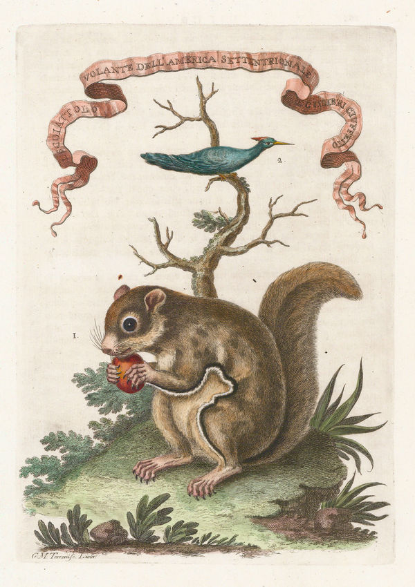 Marco Coltellini, Flying Squirrel, 1763