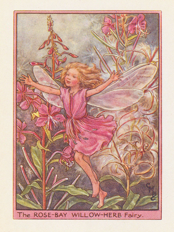 Cicely Mary Barker, Fairies - Rosebay Willowherb Fairy, 1948