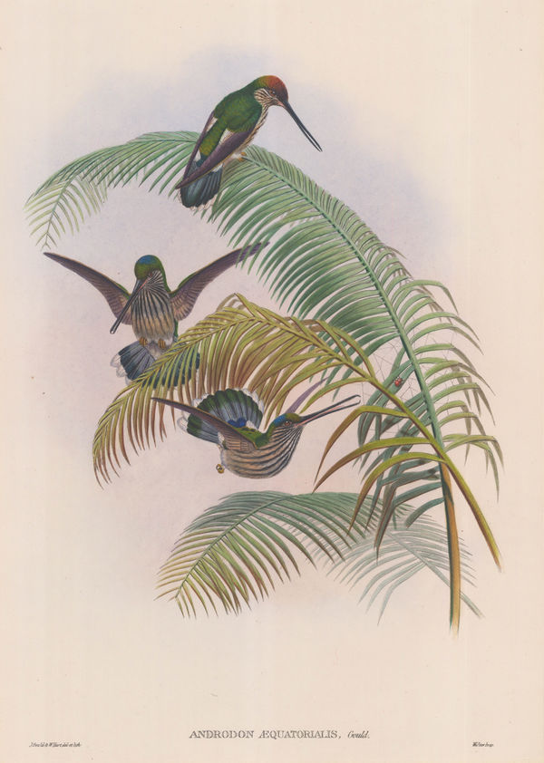 John Gould, Hummingbird - Ecuadorian Tooth-bill Hummingbird, 1887