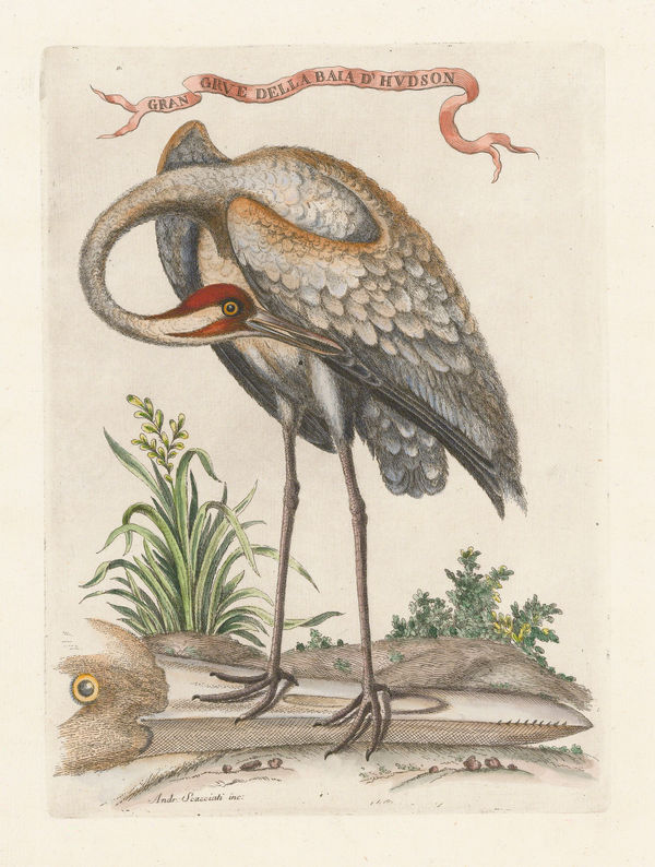 Marco Coltellini, Whooping Crane, 1763