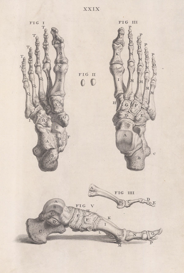 William Cheselden, Anatomy - Foot, 1733