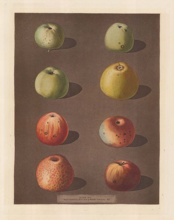 George Brookshaw, Apple - Varieties, 1812