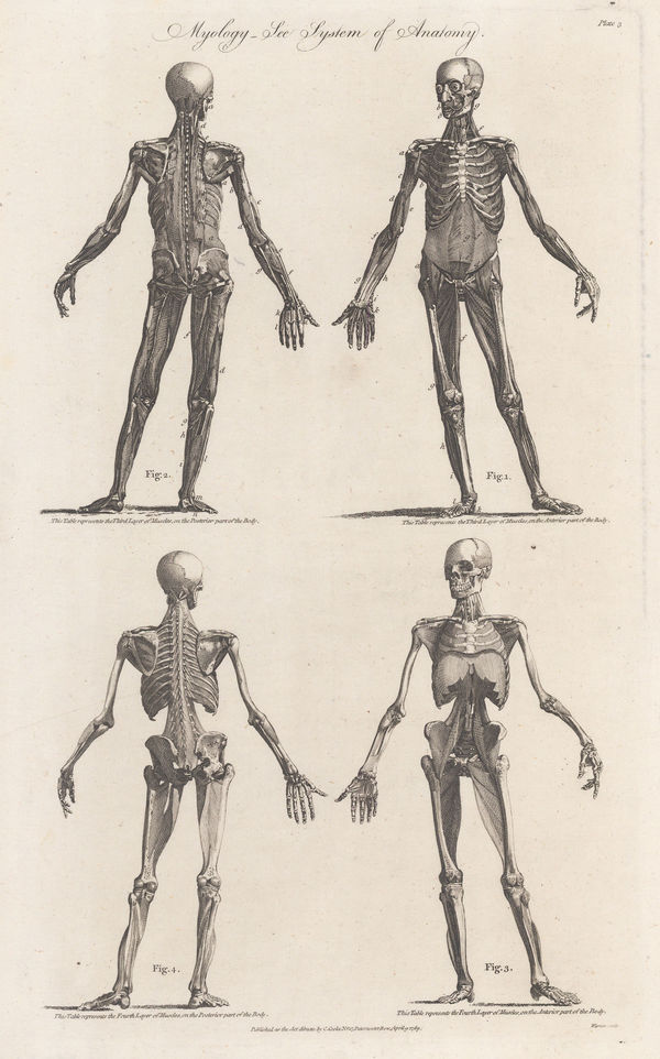 Charles Cooke, Anatomy - Myology, 1789