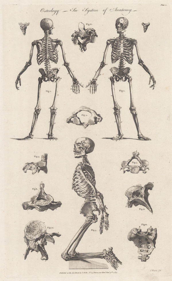 Charles Cooke, Anatomy - Osteology, 1789