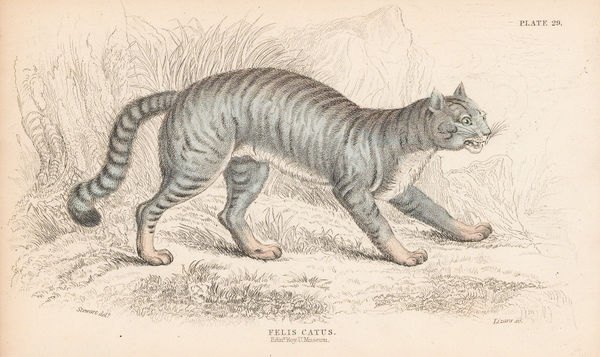 Sir William Jardine, Cat, 1834