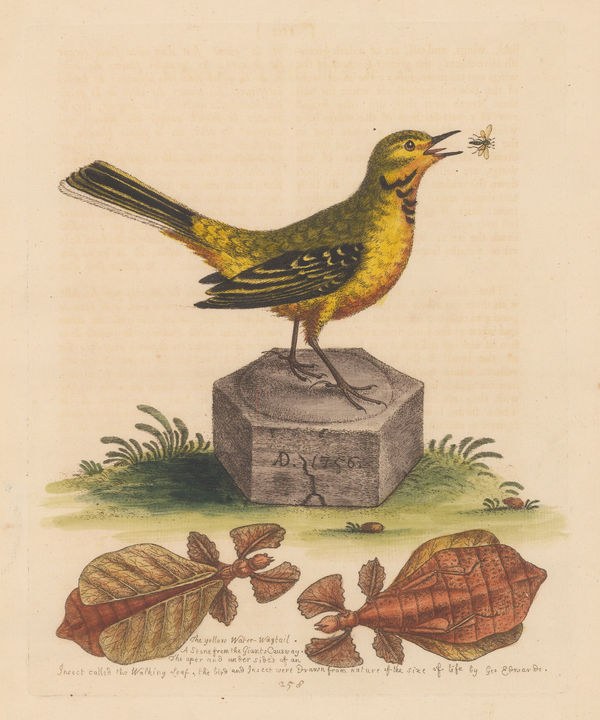 George Edwards, Wagtail - Yellow Water Wagtail and Walking Leaf Insect, 1758