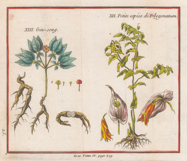 Nicholas Bellin, American Panax and Solomon's Seal, 1753