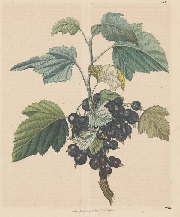 Carl Hoffmann, Blackcurrant, 1845