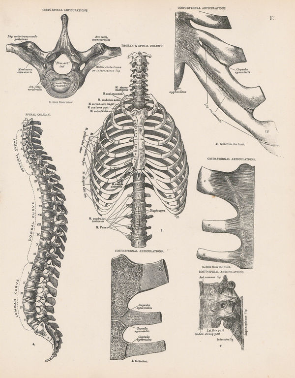 Smith, Elder & Co., Anatomy - Spinal Column and Thorax, 1880