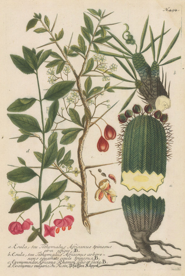 Johann Weinmann, Green Spurge and Staff Vine , 1740
