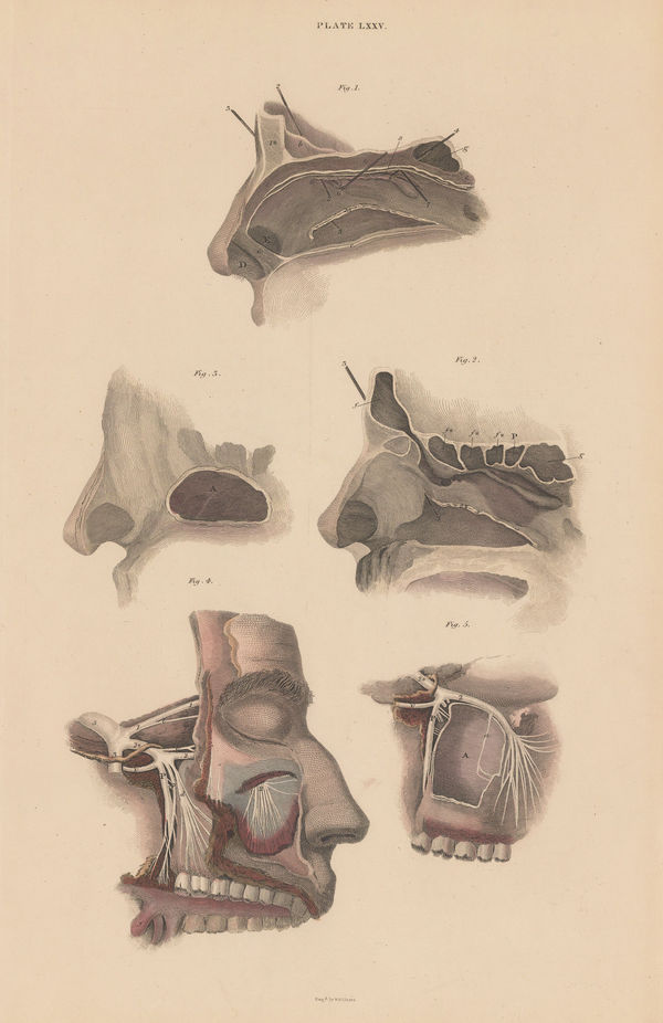 John & William Lizars, Anatomy - Nose, 1840