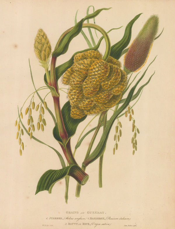 James Forbes, Grains of Guzerat, 1813