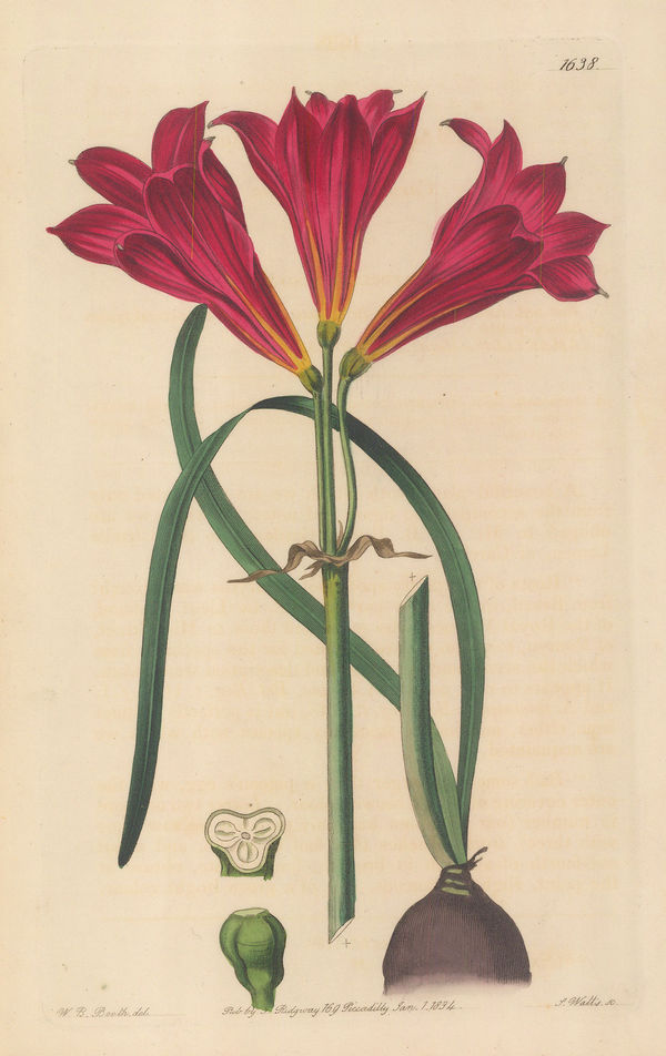 Botanical Register, Amaryllis, 1834