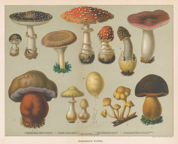 Cassell & Co., Mushrooms - Poisonous Fungi, 1890 c