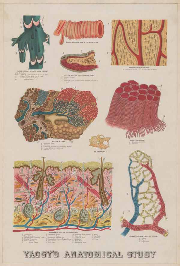 Levi Walter Yaggy, Anatomy - Epidermis, dermis and hypodermis, 1886
