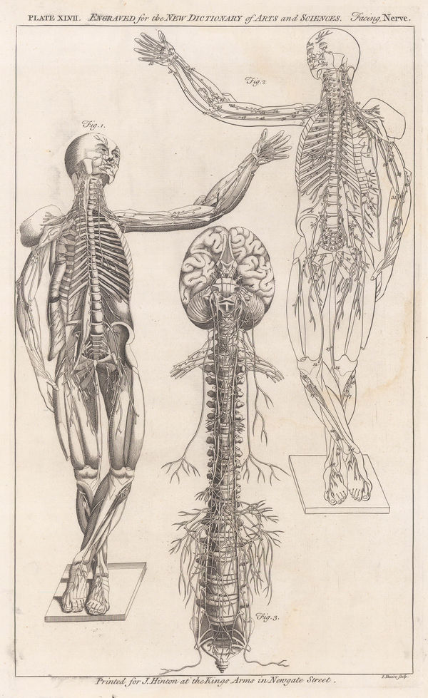John H. Hinton, Anatomy - Central Nervous System, 1767