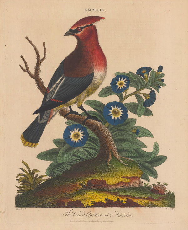 John Wilkes, Waxwing - Crested Chatterer, 1829