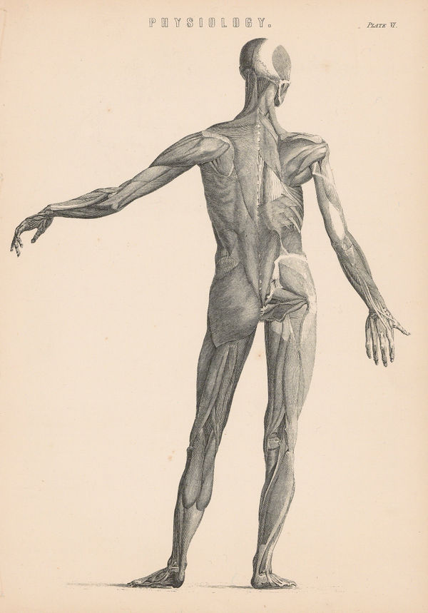 William Home Lizars, Anatomy - Myology, 1860 c.
