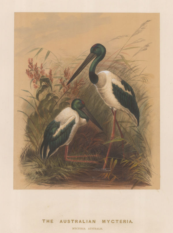 Joseph Wolf, Stork - Australian Mycteria, 1861