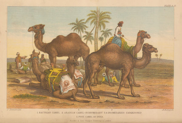 Oliver Goldsmith, Camel - Bactrian and Dromedary Camels, 1876