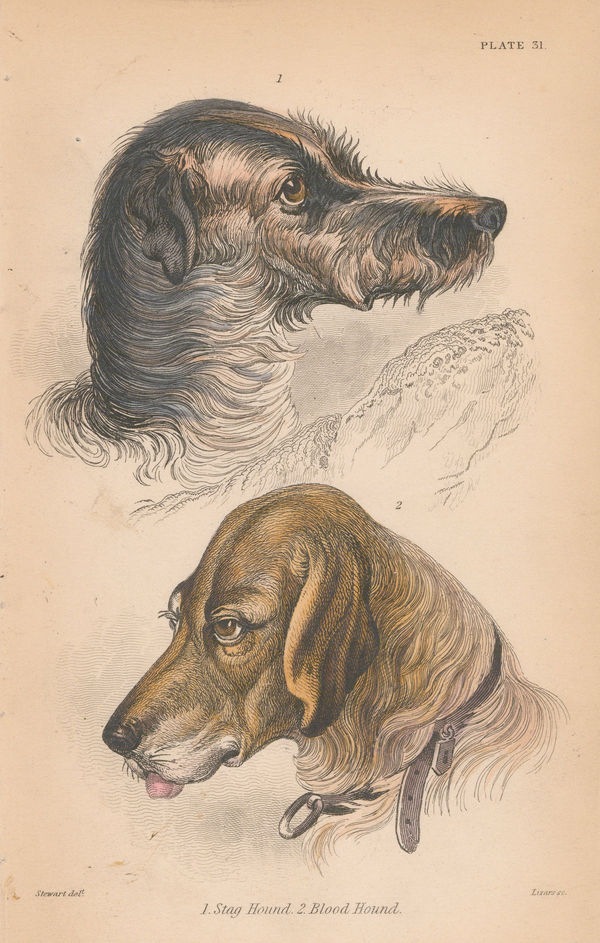 Sir William Jardine, Hounds - Staghound and Bloodhound, 1840