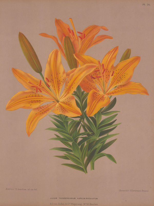 A.C. Van Eeden, Lily - Openwork Lily, 1880