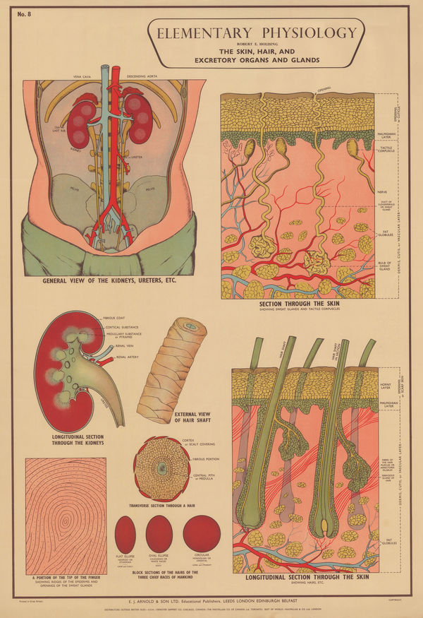 Robert Holding, Anatomy - Skin and Hair, 1929 c.