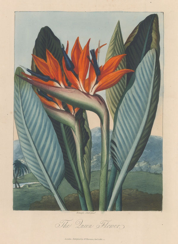 Dr. Robert Thornton, Bird of Paradise - Queen Flower, 1812