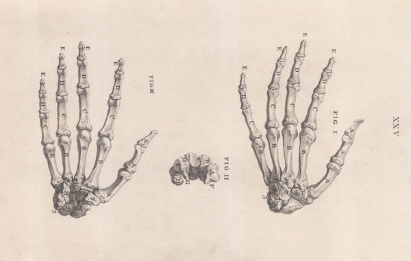William Cheselden, Anatomy - Hand, 1733