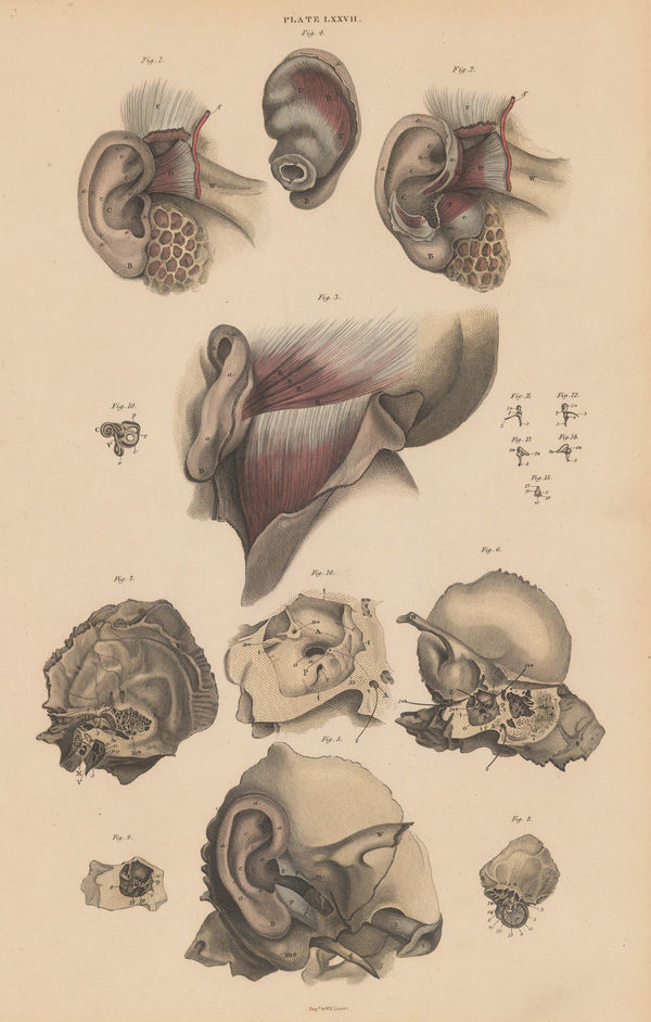 John & William Lizars, Anatomy - Ear, 1840